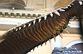 VBS_0973 - Dinosauri. Terra dei giganti